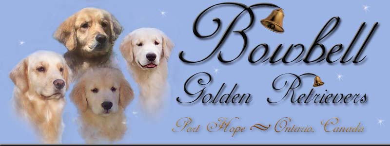 Bowbell Golden Retrievers logo